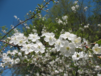 2009-05-10_13-04-01.JPG