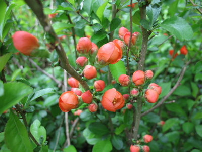 2009-05-17_13-15-09.JPG