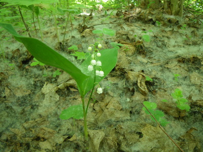 2011-05-21_07-18-54.jpg