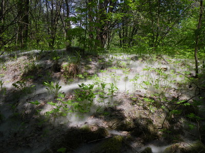 2011-05-21_08-45-32.jpg